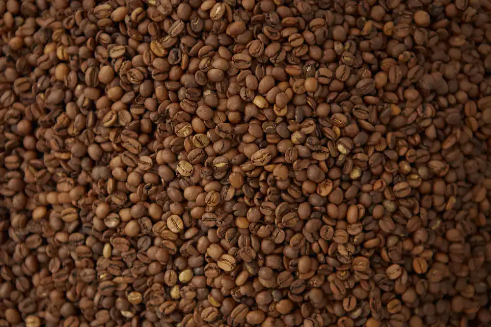 Barista carefully sorting freshly roasted coffee beans