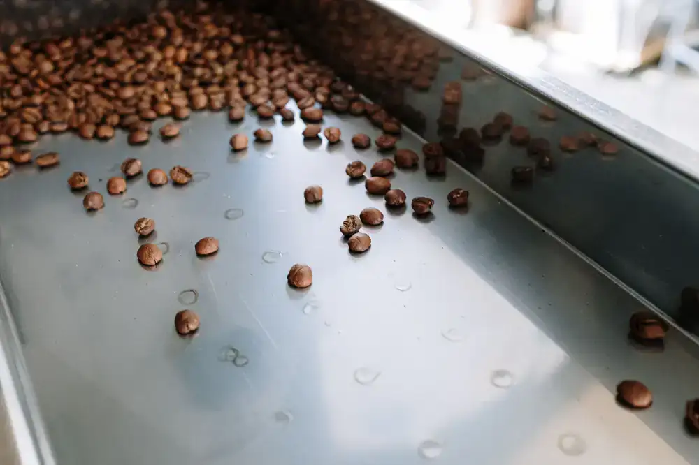 Freshly roasted coffee beans cooling in the roaster tray