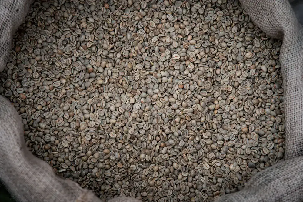 Raw green coffee beans resting in a woven burlap sack